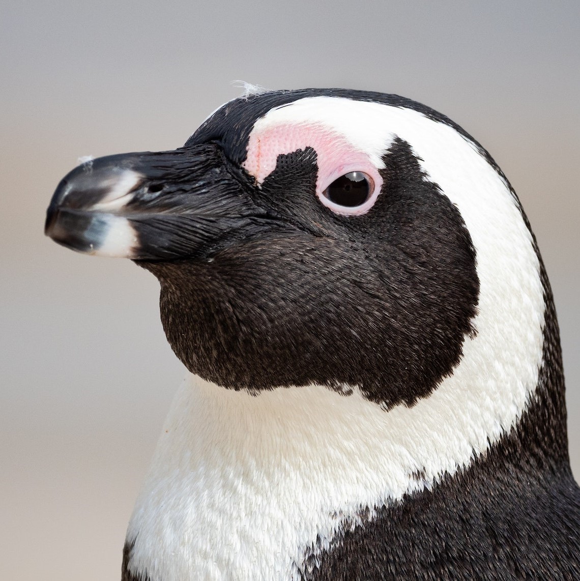 Photo of penguin